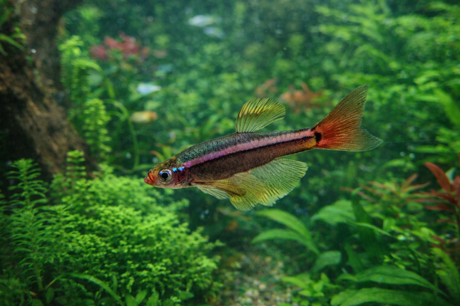Longfin white cloud mountain minnow 2.5cm