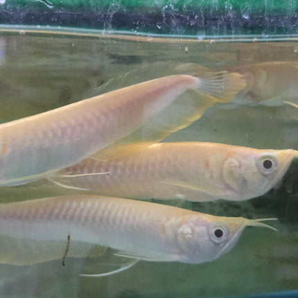 Albino Silver arowana 10-12cm