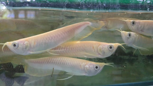 Albino Silver arowana 10-12cm