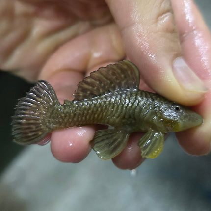 Pleco L56 chubby 6-8cm