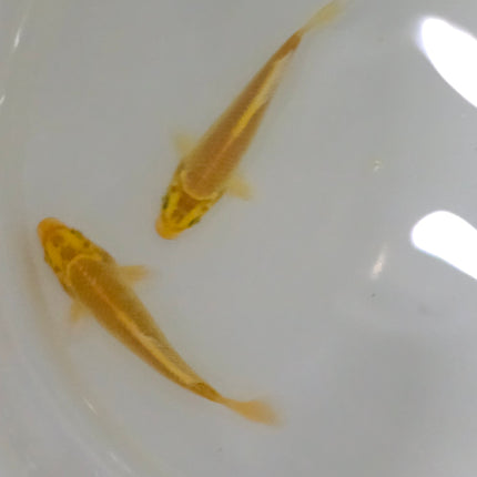 Golden koi
