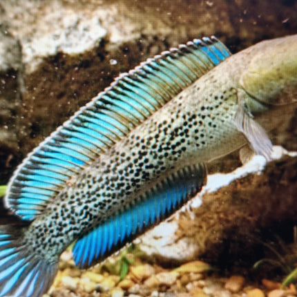 Channa stewartii 10-15cm