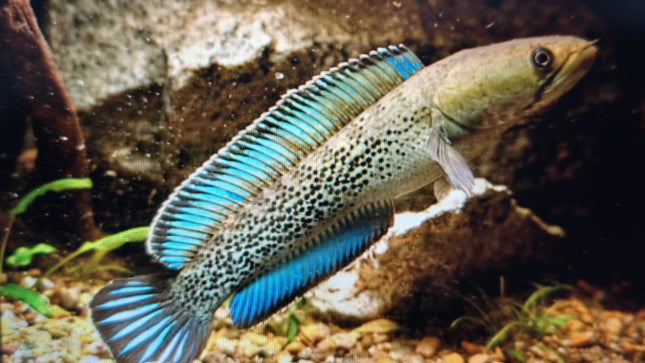 Channa stewartii 10-15cm