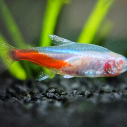 Albino neon tetra 2.5cm