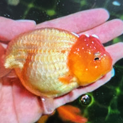 Assorted Ranchu Goldfish
