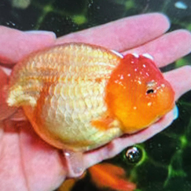 Assorted Ranchu Goldfish