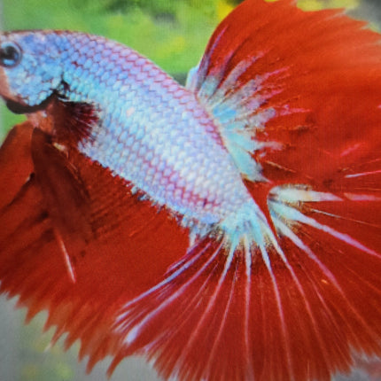 Betta male halfmoon red dragon 4cm