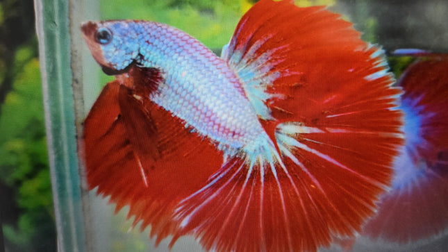 Betta male halfmoon red dragon 4cm