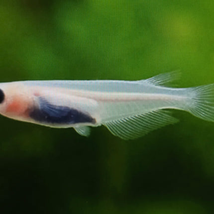 Panda ricefish 1.2-1.5cm