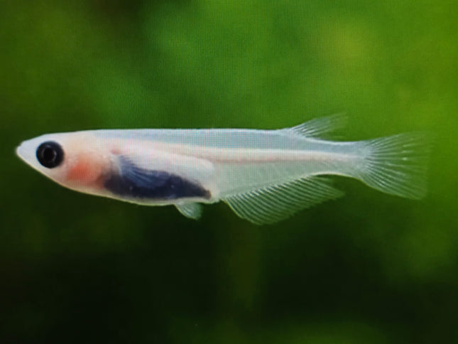 Panda ricefish 1.2-1.5cm