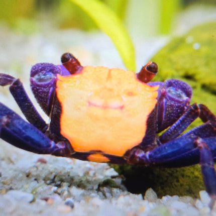 Halloween vampire crab 2cm x 5pc