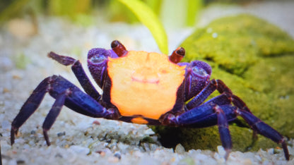Halloween vampire crab 2cm x 5pc