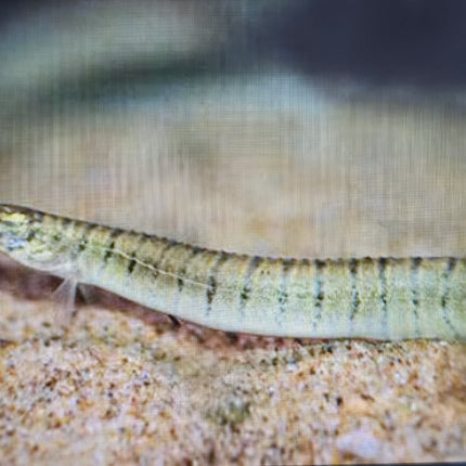 Spiny zebra eel 3-4"