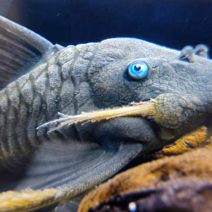 Blue eye pleco 20-25cm