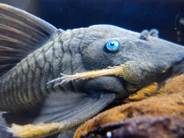 Blue eye pleco 20-25cm
