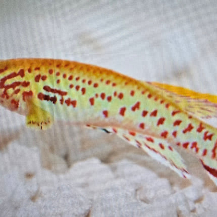 Aphyosemion Gardeni Gold killifish 3-4cm