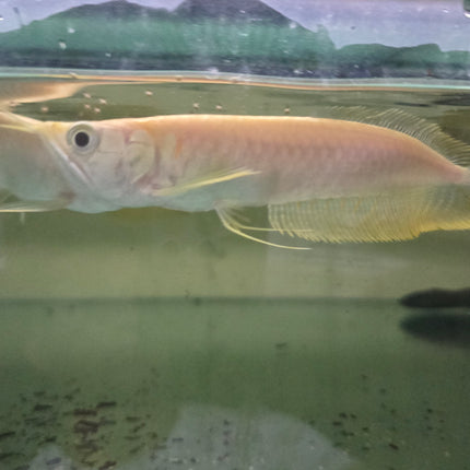 Albino Silver arowana 10-12cm