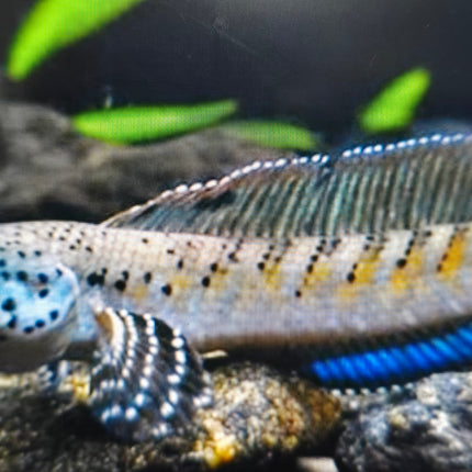 Channa ornatipinnis 10-15cm
