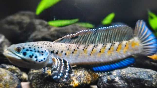 Channa ornatipinnis 10-15cm