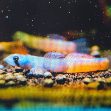 Red belt goby 3cm