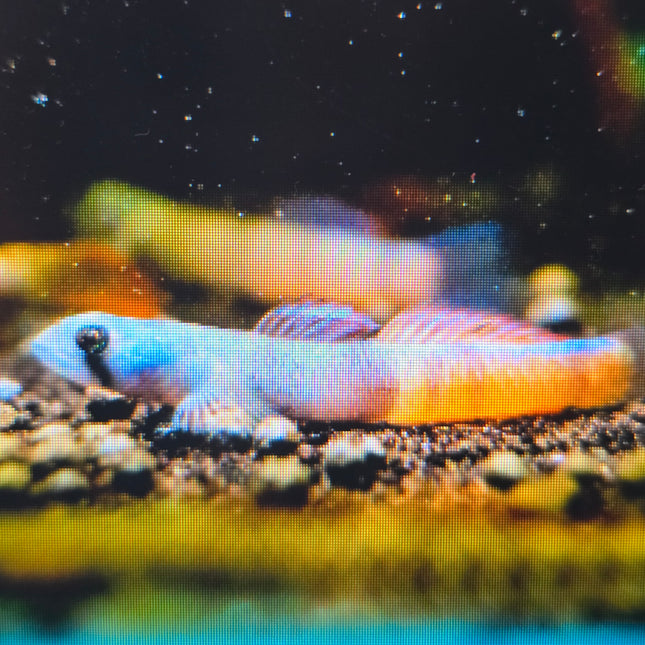 Red belt goby 3cm