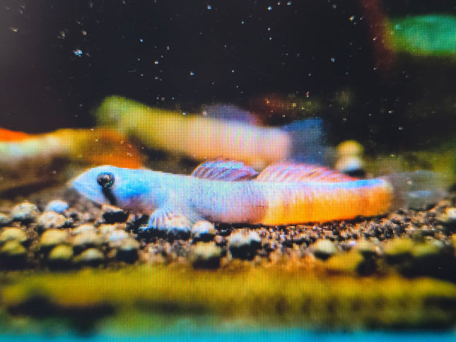 Red belt goby 3cm
