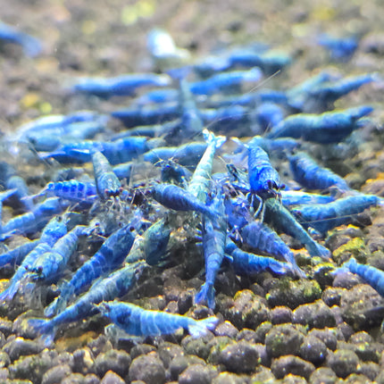 Blue bolt shrimp 1cm