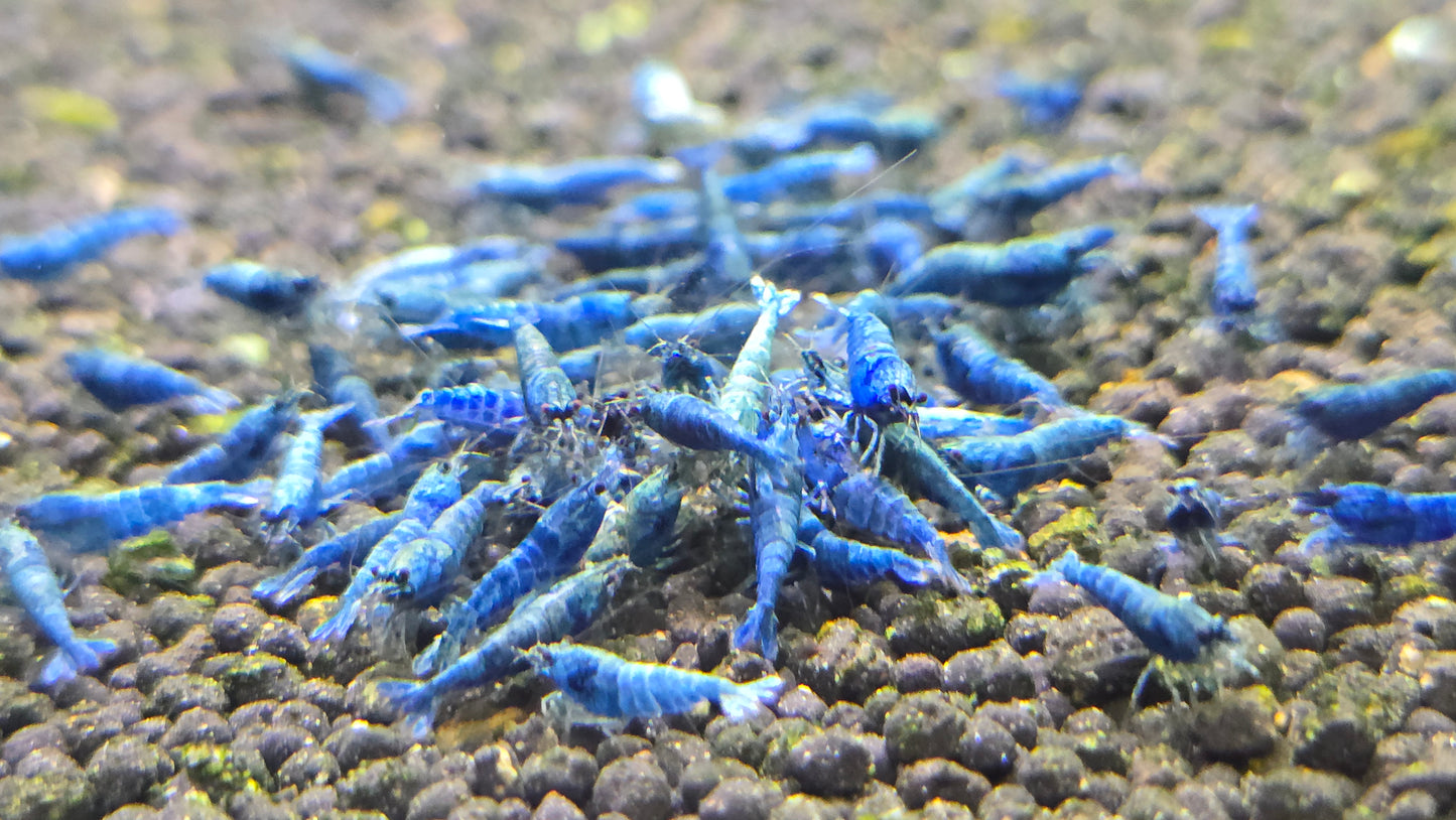 Blue bolt shrimp 1cm