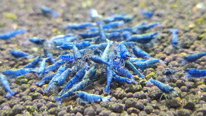 Blue bolt shrimp 1cm