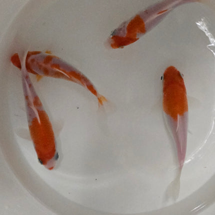 Red and white koi