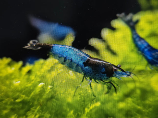 Blue rili shrimp 1-1.5cm