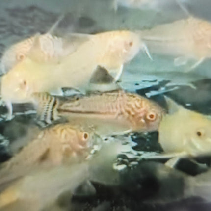 Albino Julii corydoras 3cm