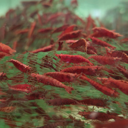 Fire red shrimps 1-1.5cm