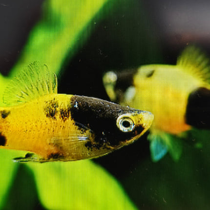 Bumblebee platy 3cm