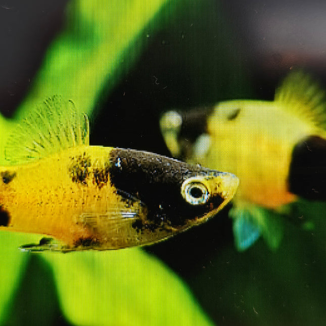 Bumblebee platy 3cm