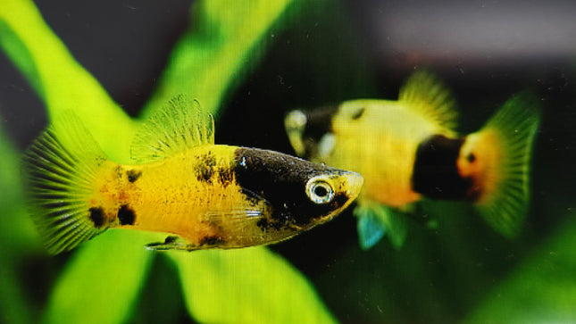 Bumblebee platy 3cm