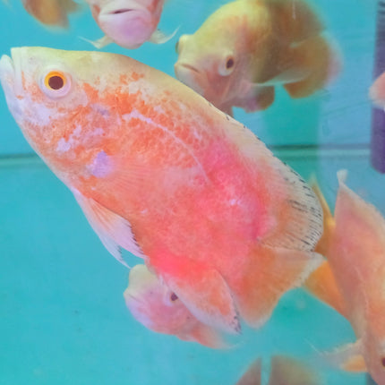 Albino red oscar 10-12cm