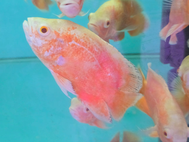 Albino red oscar 10-12cm
