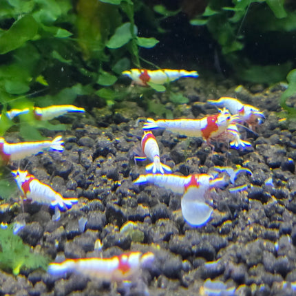 Pure red line mosura 1cm