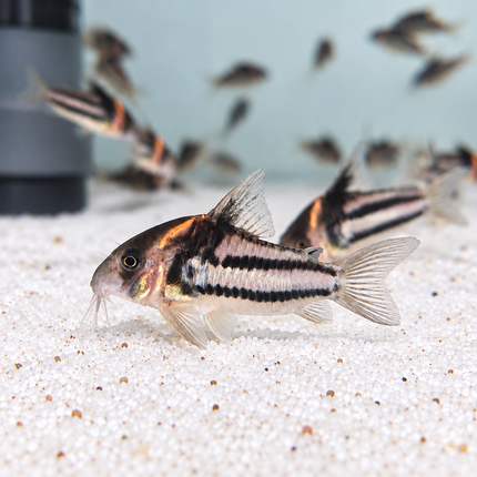 Corydoras CW127 super parallelus 3-4cm