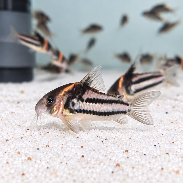 Corydoras CW127 super parallelus 3-4cm