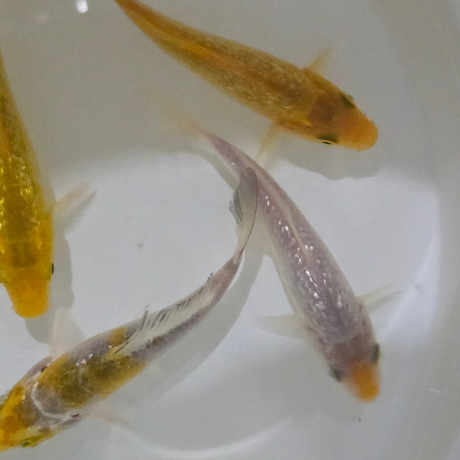 Diamond koi