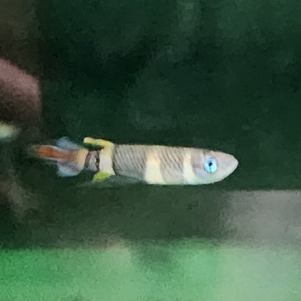 Clown killie fish 1-1.5cm