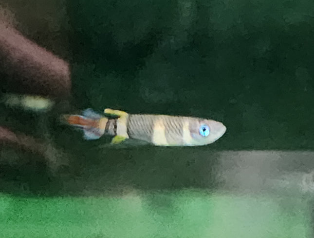 Clown killie fish 1-1.5cm