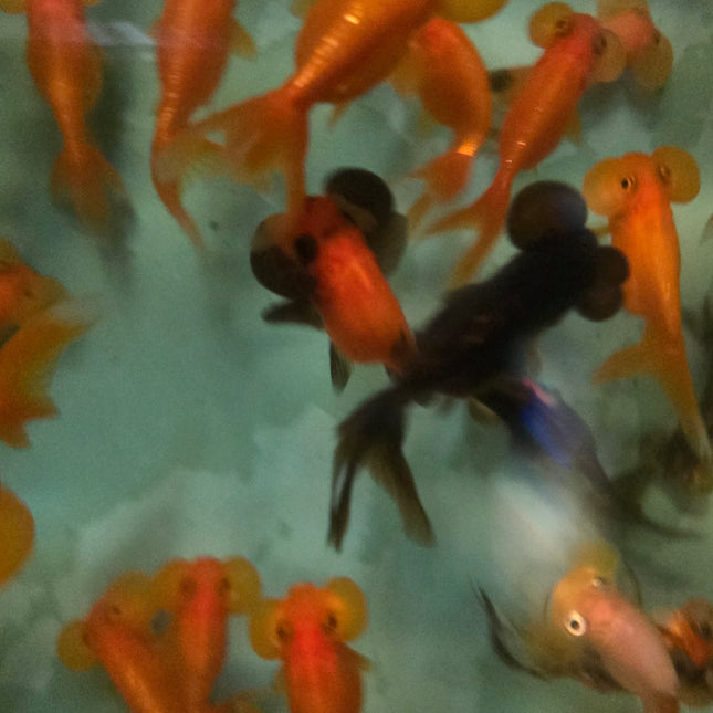 Assorted bubble eye goldfish 5-6cm