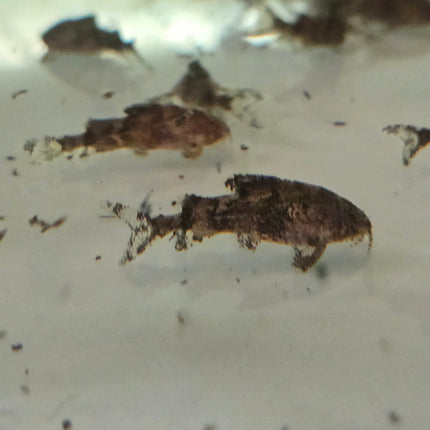 Hara hara 1.5cm