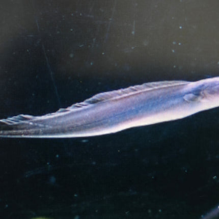 Aba aba knifefish 5-6cm
