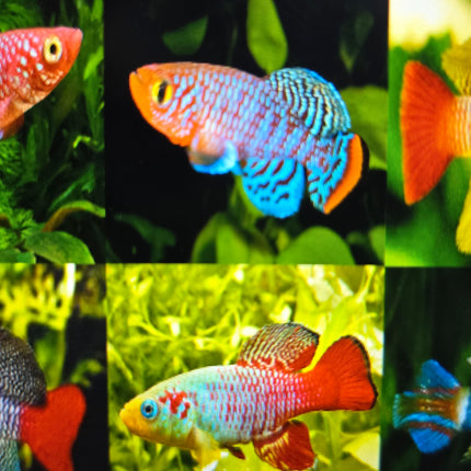 Assorted killifish 3-4cm