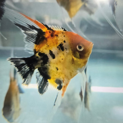 Red devil angelfish 4-5cm