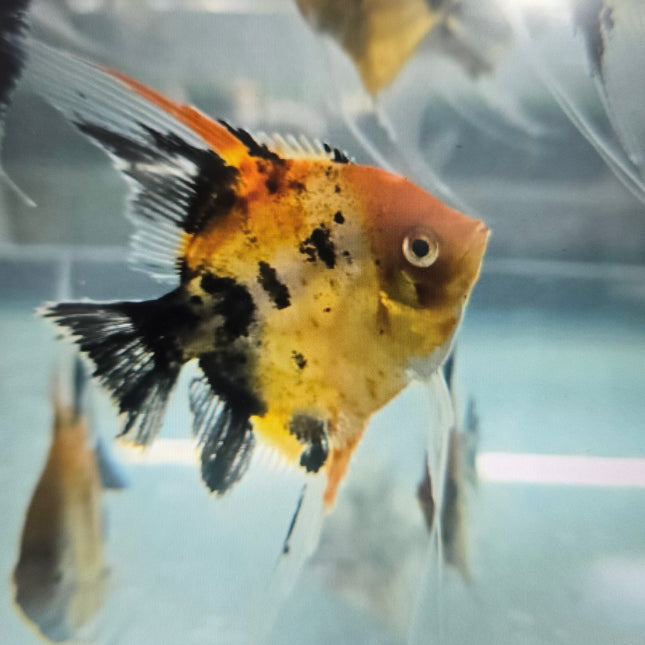 Red devil angelfish 4-5cm
